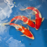 Japanese Koi 14-16"